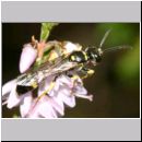 Mellinus arvensis - Kotwespe m03c.jpg